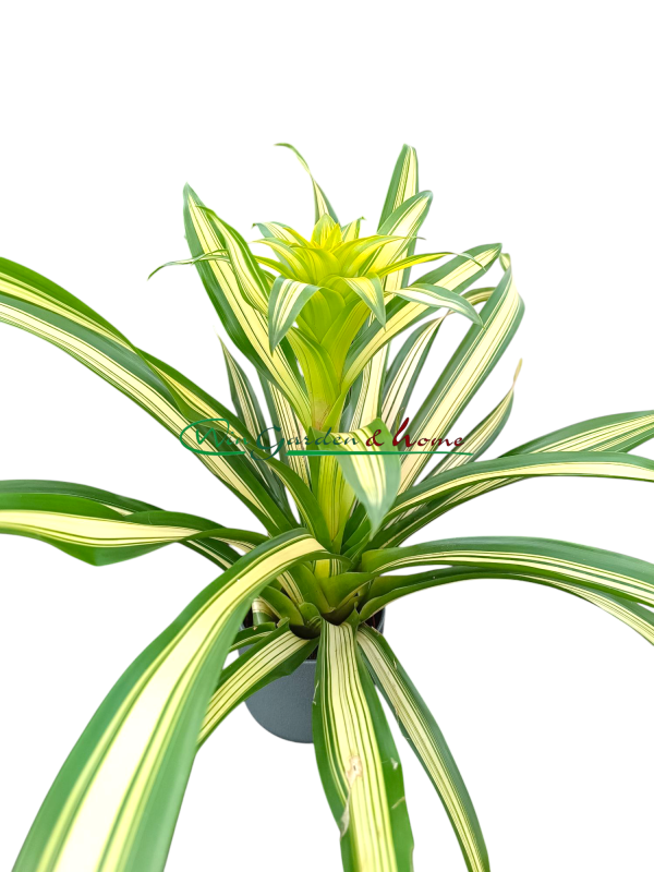 bromelia variegata
