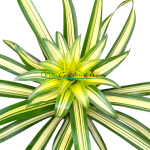bromelia variegata