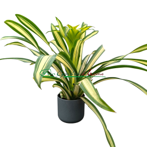 bromelia variegata