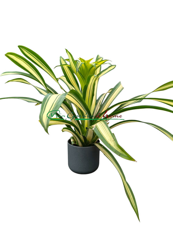 bromelia variegata