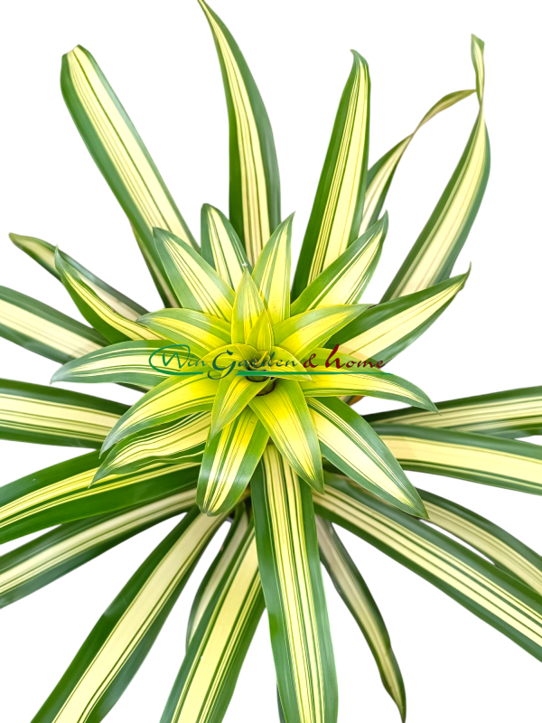5366 bromelia variegata