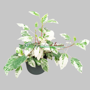 HIBISCUS VARIEGATA