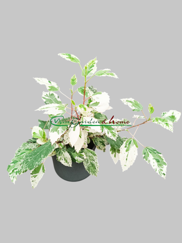 HIBISCUS VARIEGATA