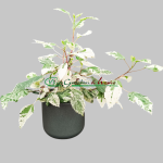 HIBISCUS VARIEGATA