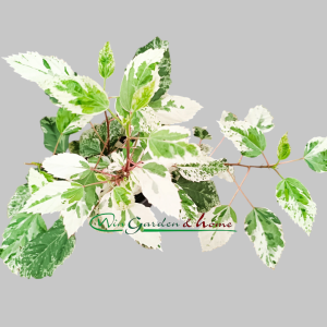 HIBISCUS VARIEGATA