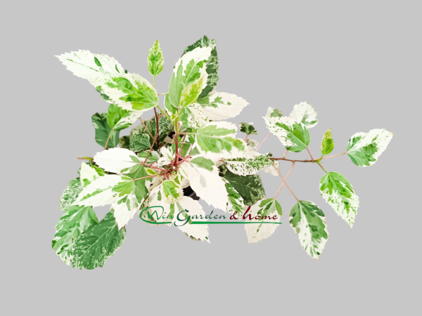 HIBISCUS VARIEGATA