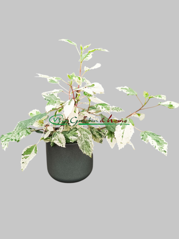 5535 HIBISCUS VARIEGATA