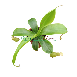 NEPENTHES ALATA