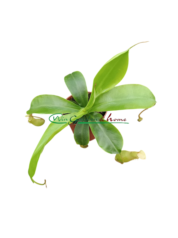 NEPENTHES ALATA