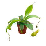 NEPENTHES ALATA