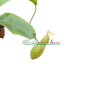 NEPENTHES ALATA