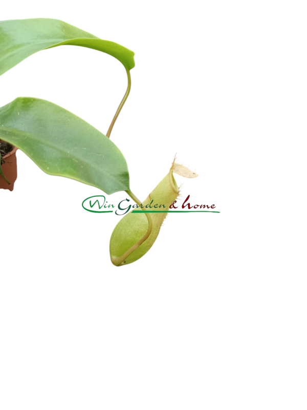 NEPENTHES ALATA