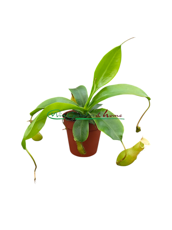 5972 NEPENTHES ALATA