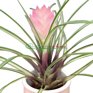 TILLANDSIA CYANEA VARIEGATA