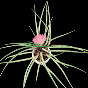 TILLANDSIA CYANEA VARIEGATA