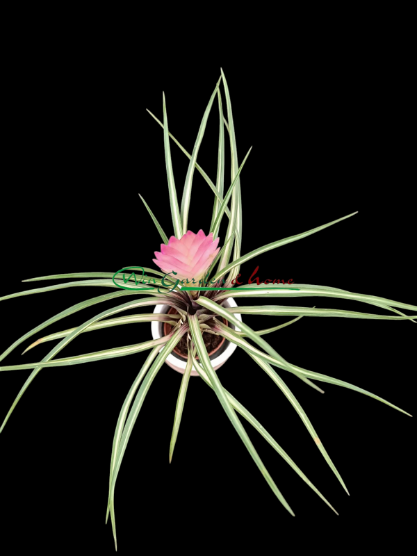 TILLANDSIA CYANEA VARIEGATA