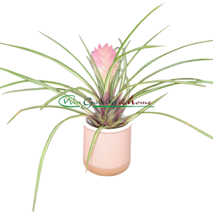 TILLANDSIA CYANEA VARIEGATA