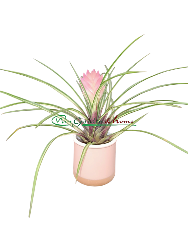 7058 TILLANDSIA CYANEA VARIEGATA