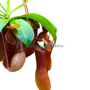 NEPENTHES ALATA