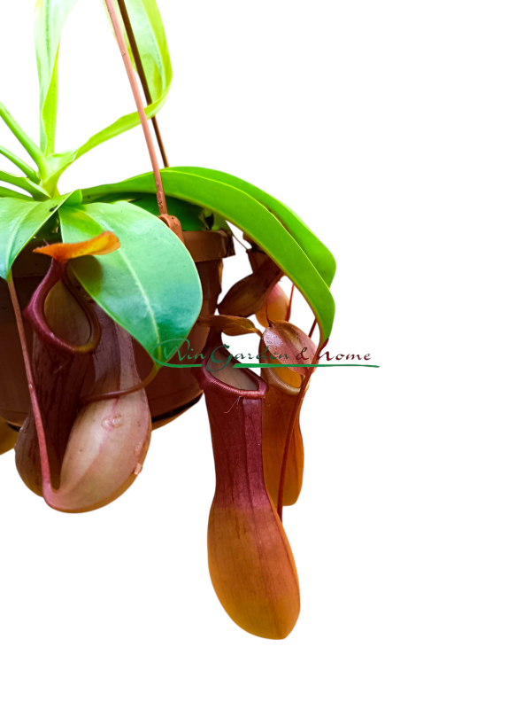 NEPENTHES ALATA