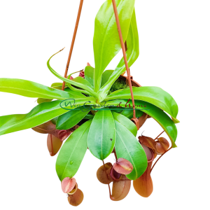 NEPENTHES ALATA