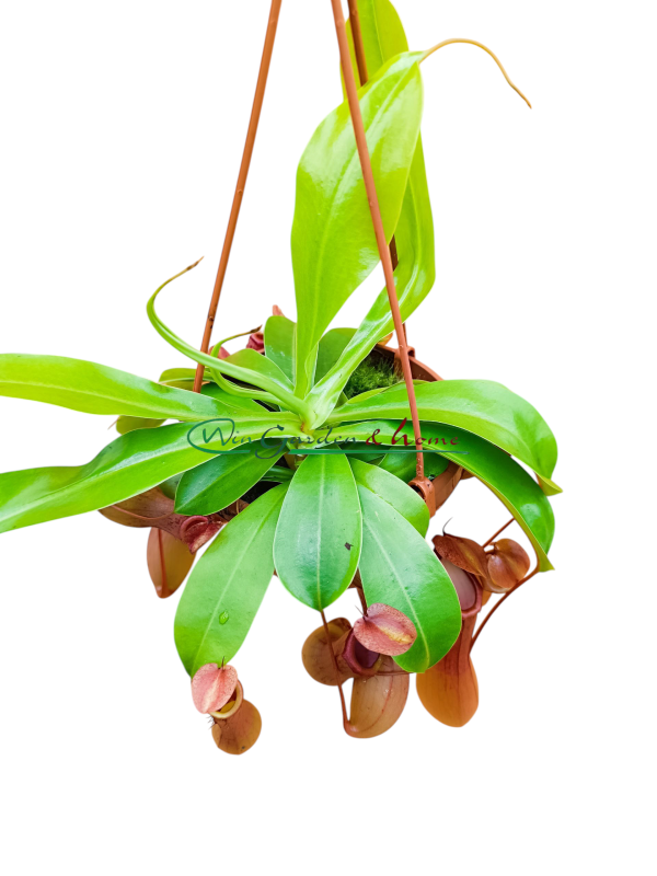 NEPENTHES ALATA