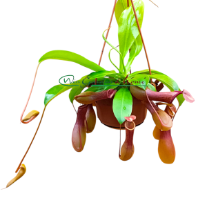 NEPENTHES ALATA
