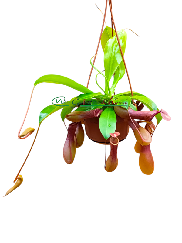 2226 NEPENTHES ALATA