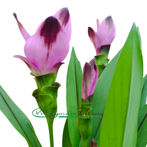 CURCUMA SIAM SPLASH