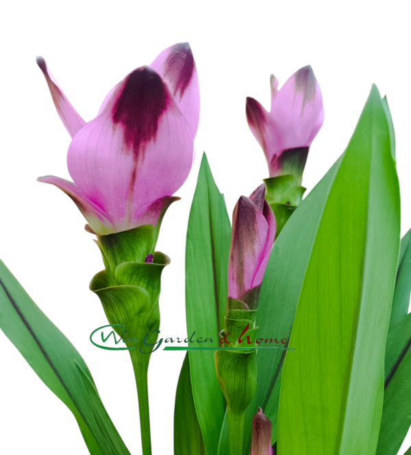 CURCUMA SIAM SPLASH