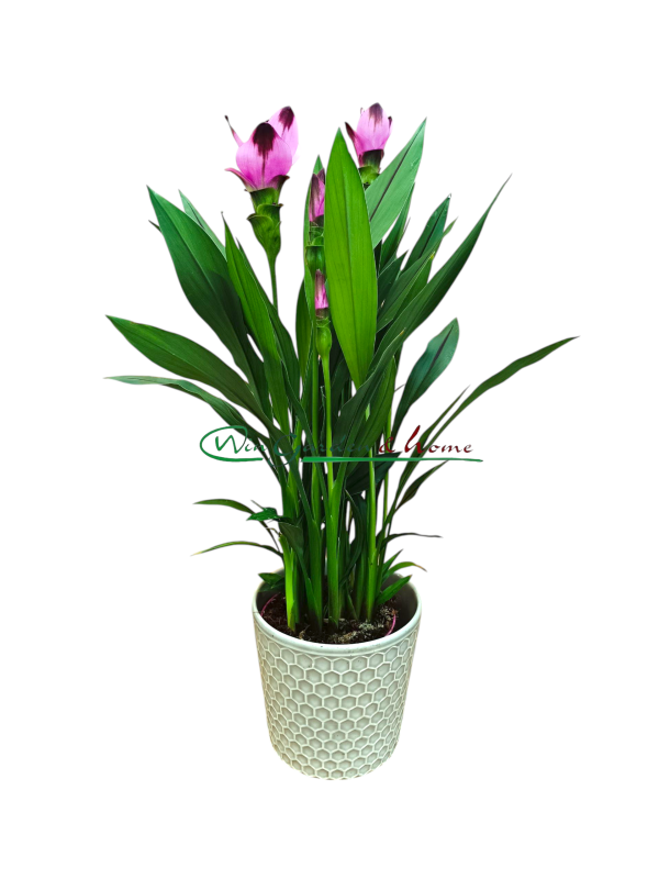 4321 CURCUMA SIAM SPLASH
