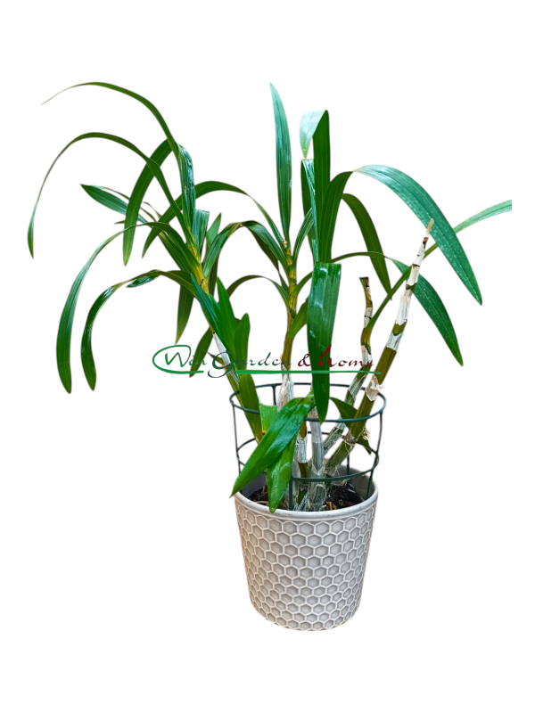 48706 Anselia africana