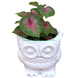 CALADIUM BICOLOR