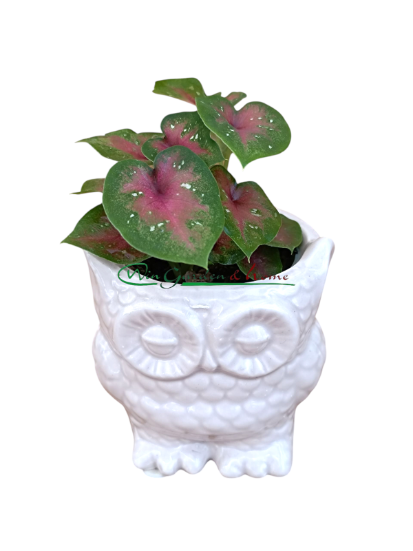 CALADIUM BICOLOR