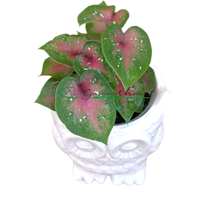 CALADIUM BICOLOR