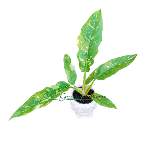PHILODENDRON RING OF FIRE