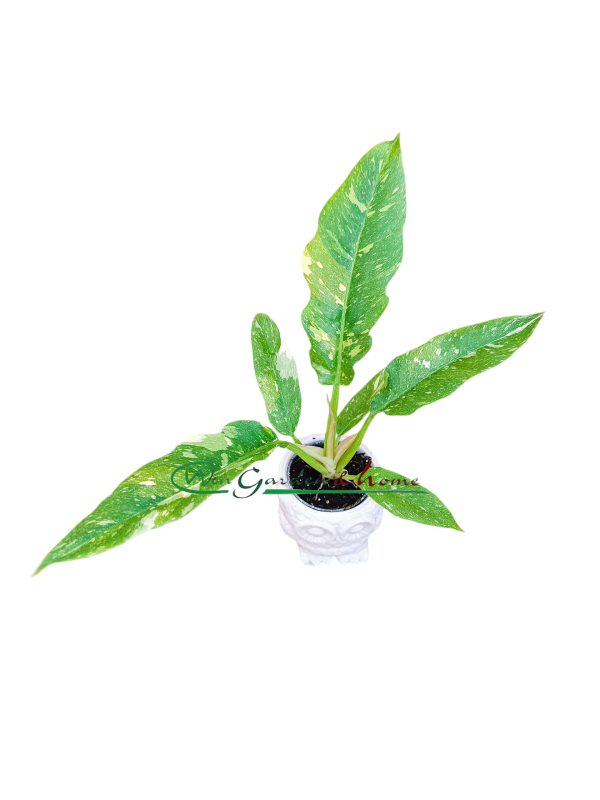 PHILODENDRON RING OF FIRE