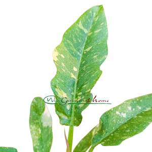 PHILODENDRON RING OF FIRE