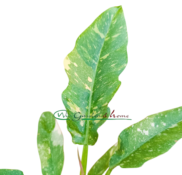 PHILODENDRON RING OF FIRE