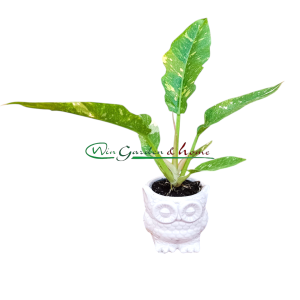 PHILODENDRON RING OF FIRE