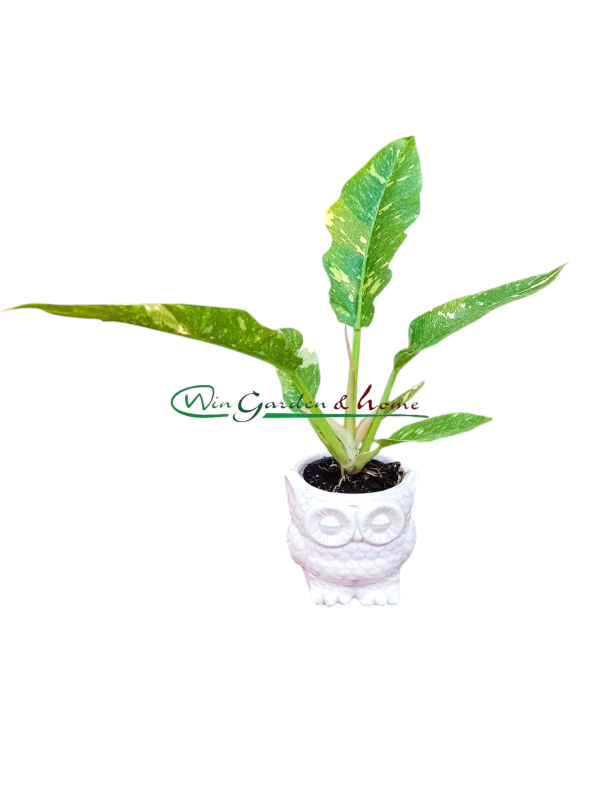 49547-1 PHILODENDRON RING OF FIRE