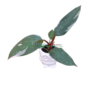 PHILODENDRON PINK PRINCESS