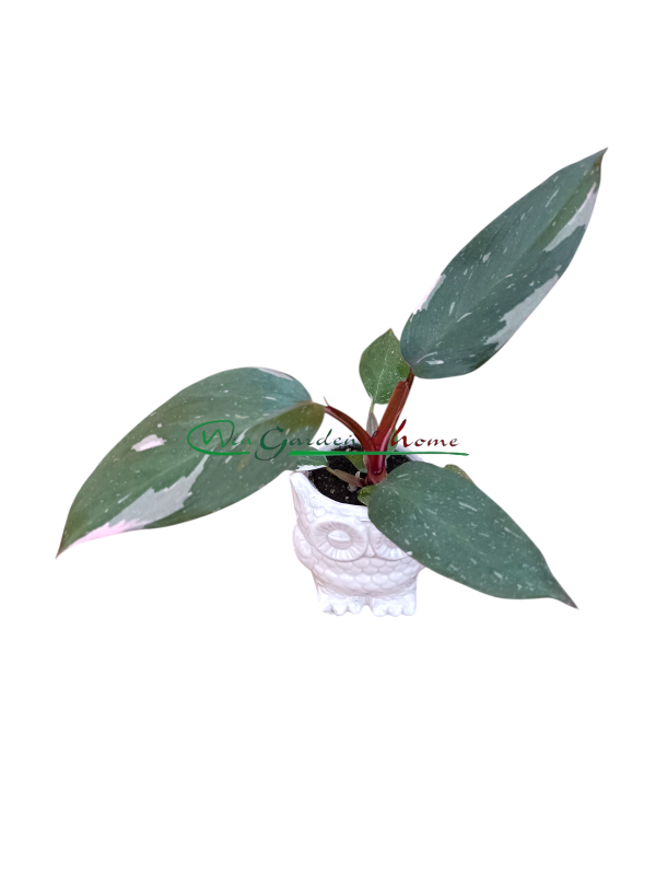 49547-2-1 PHILODENDRON PINK PRINCESS