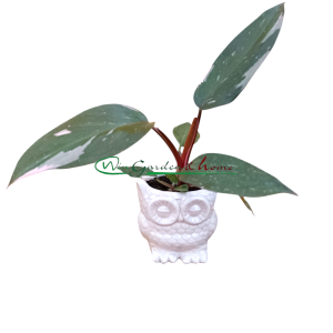 PHILODENDRON PINK PRINCESS