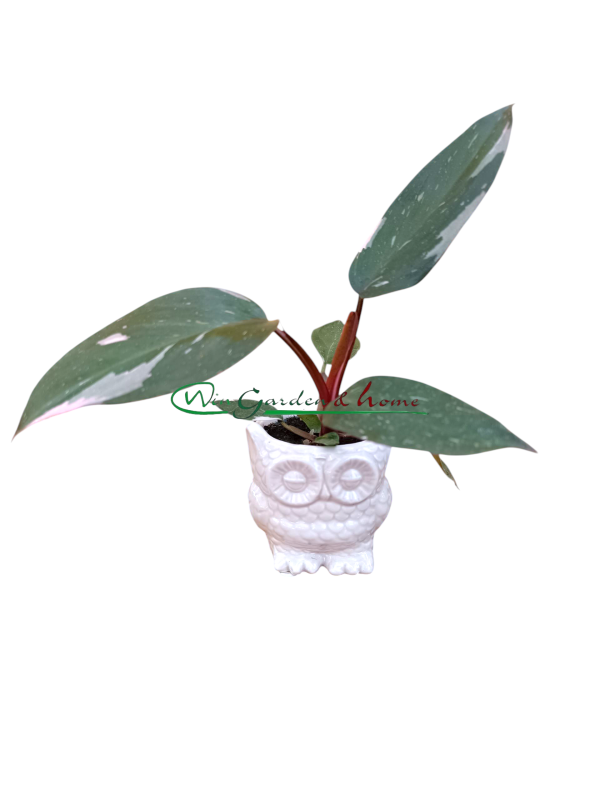 PHILODENDRON PINK PRINCESS