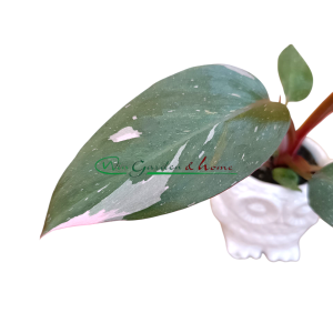 PHILODENDRON PINK PRINCESS