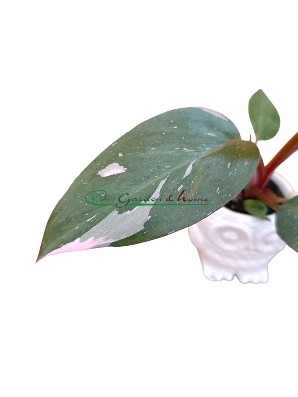 PHILODENDRON PINK PRINCESS