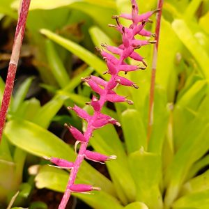 Aechmea gamosepala
