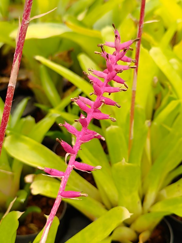 Aechmea gamosepala