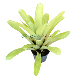 Aechmea gamosepala